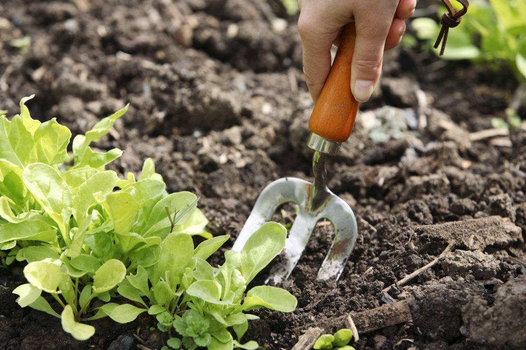 Employee digging soil on garden leave