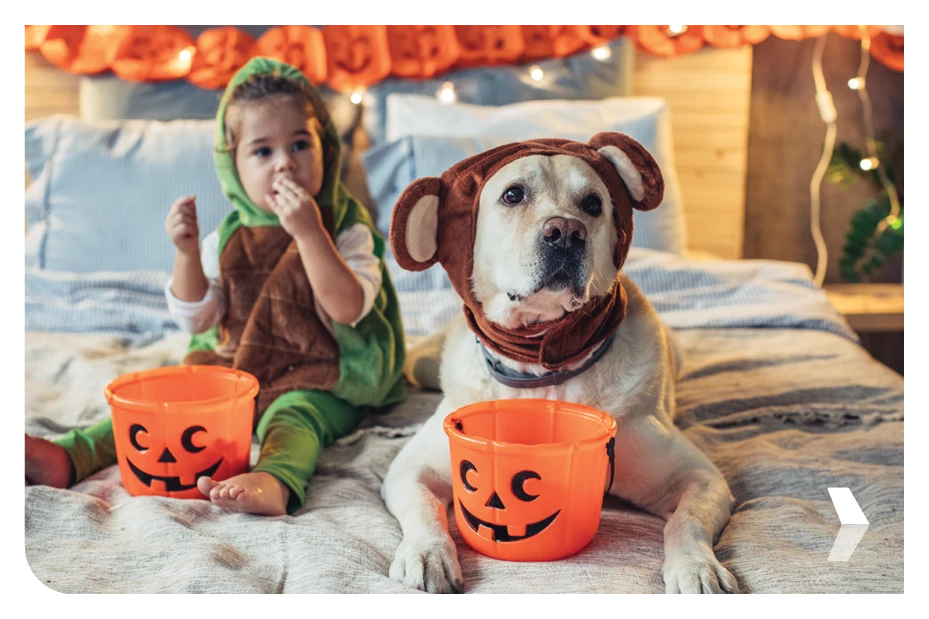 Hide the Chocolate! Halloween Hazards for Pets