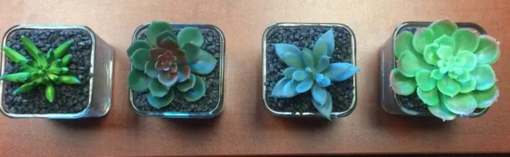 finished succulents from top