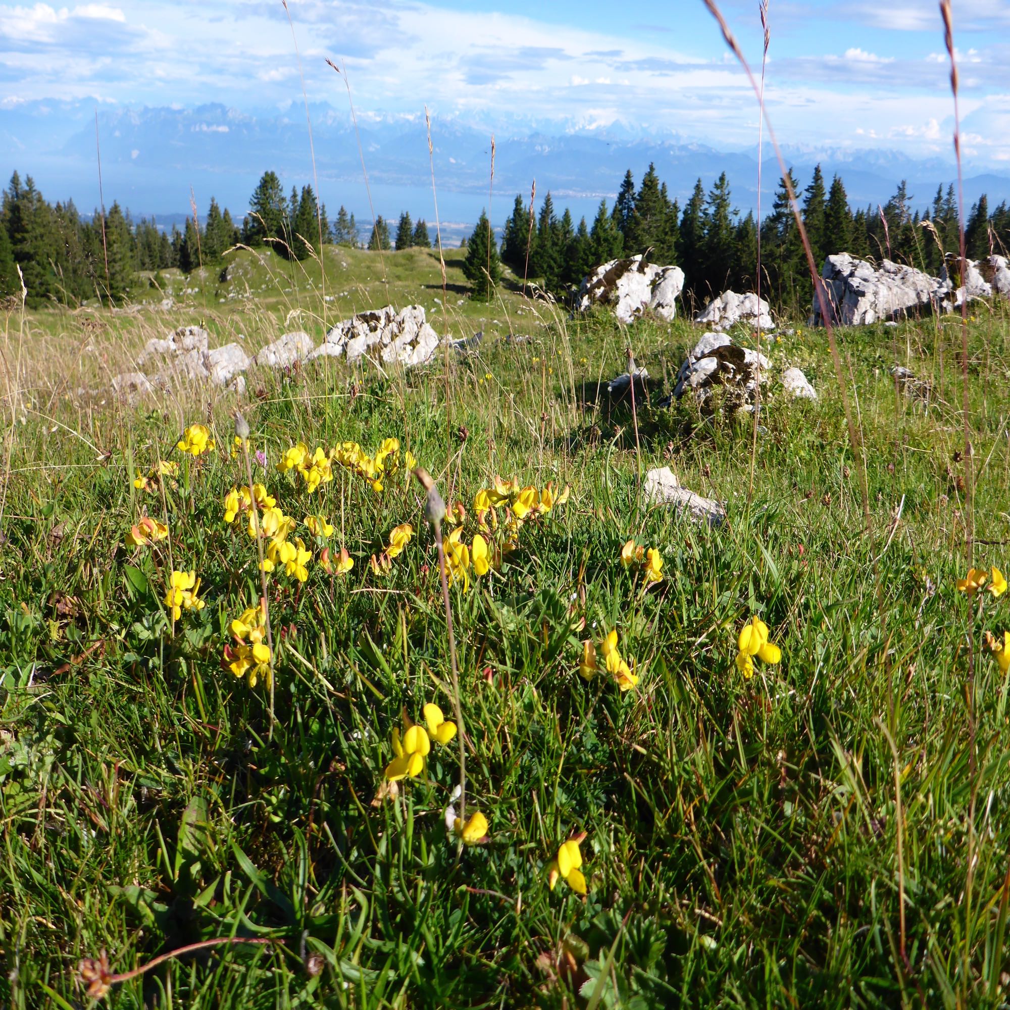 Wildflowers on the Jura