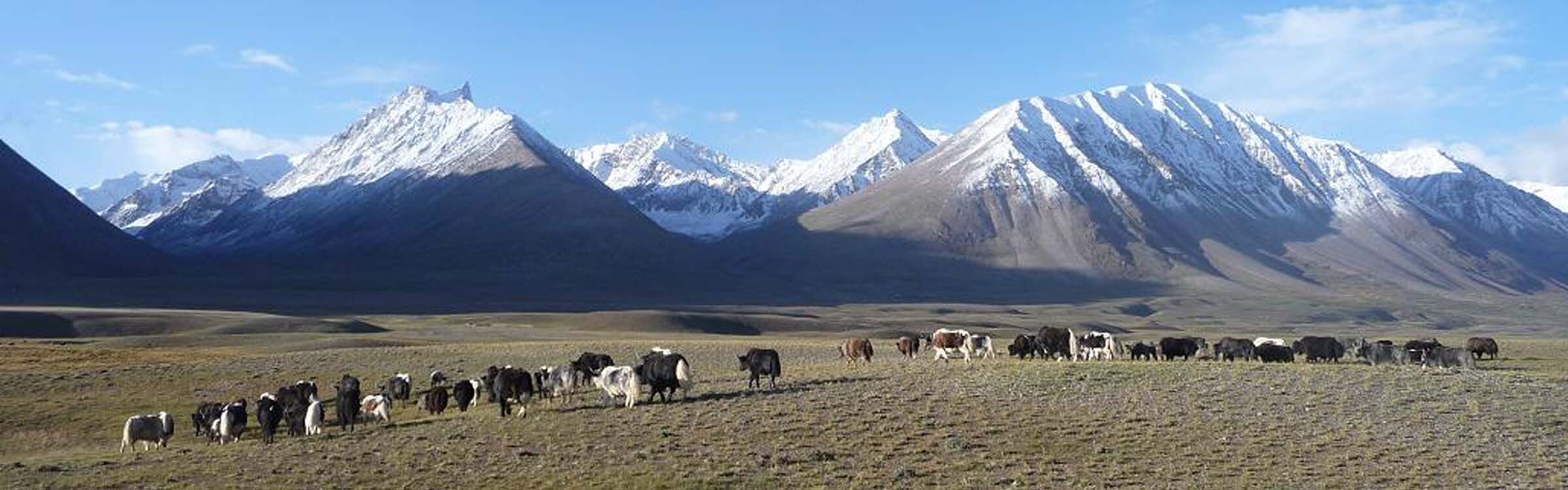 Yaks line up in Tajikistan