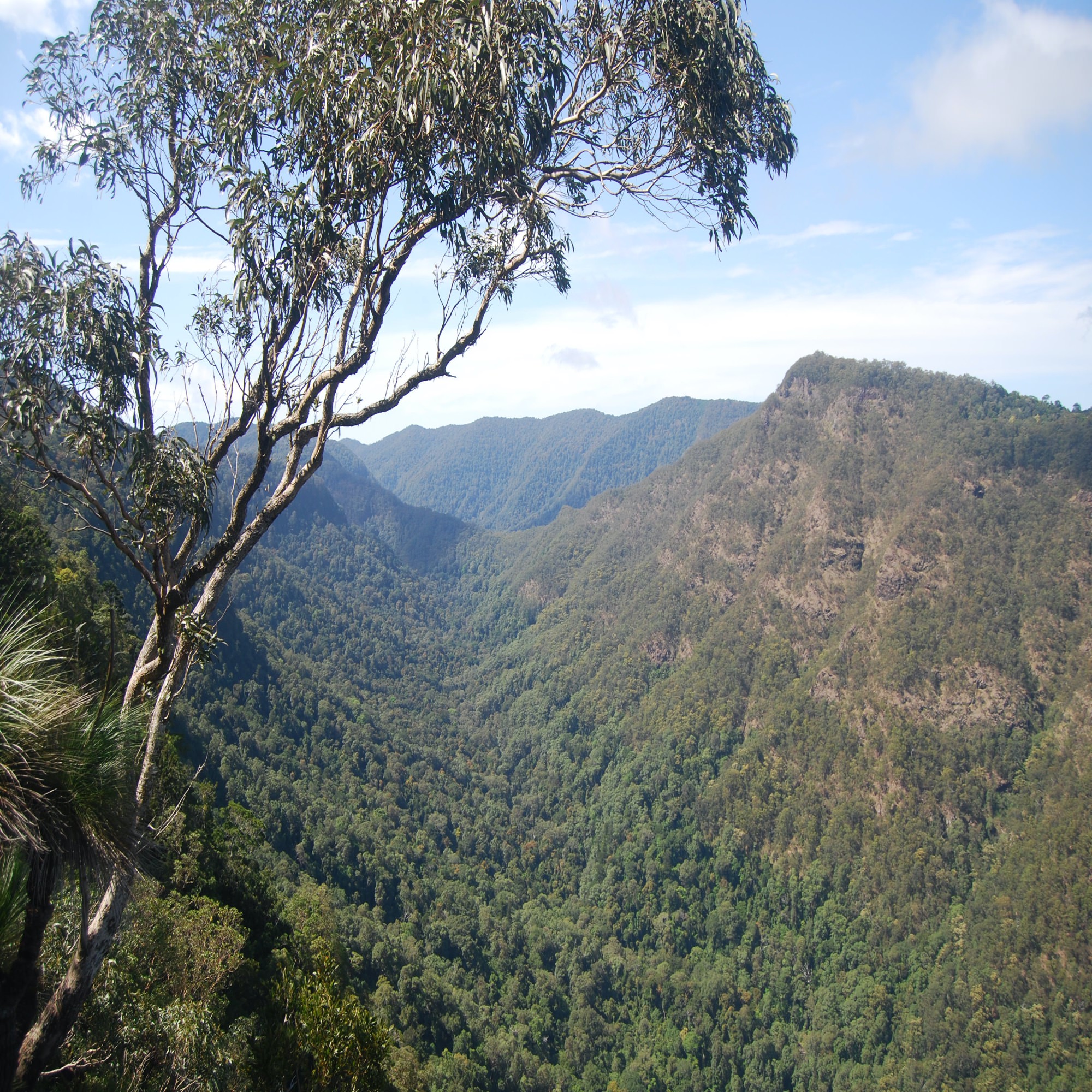 The spectacular view from the Moonlight Crag lookout near O’Reilly’s guesthouse into the  Albert River valley and the Lost World
