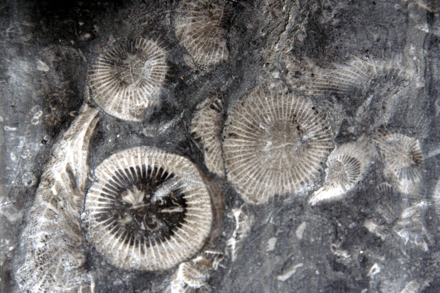 Fossiliferous frosterley marble
