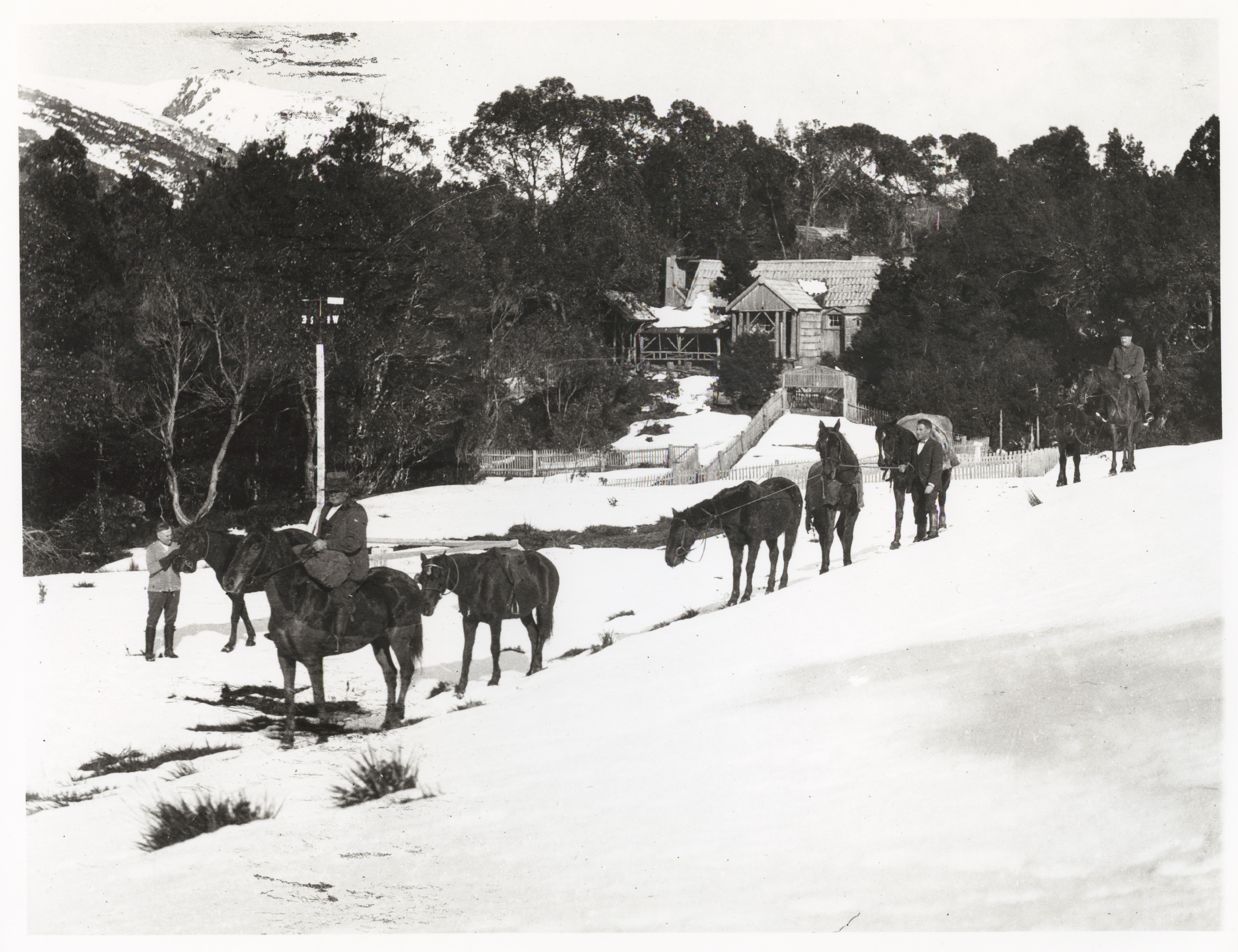 Horses in the snow outside Waldheim 1929 F Smithies Collection Tasmanian Archives NS57341019