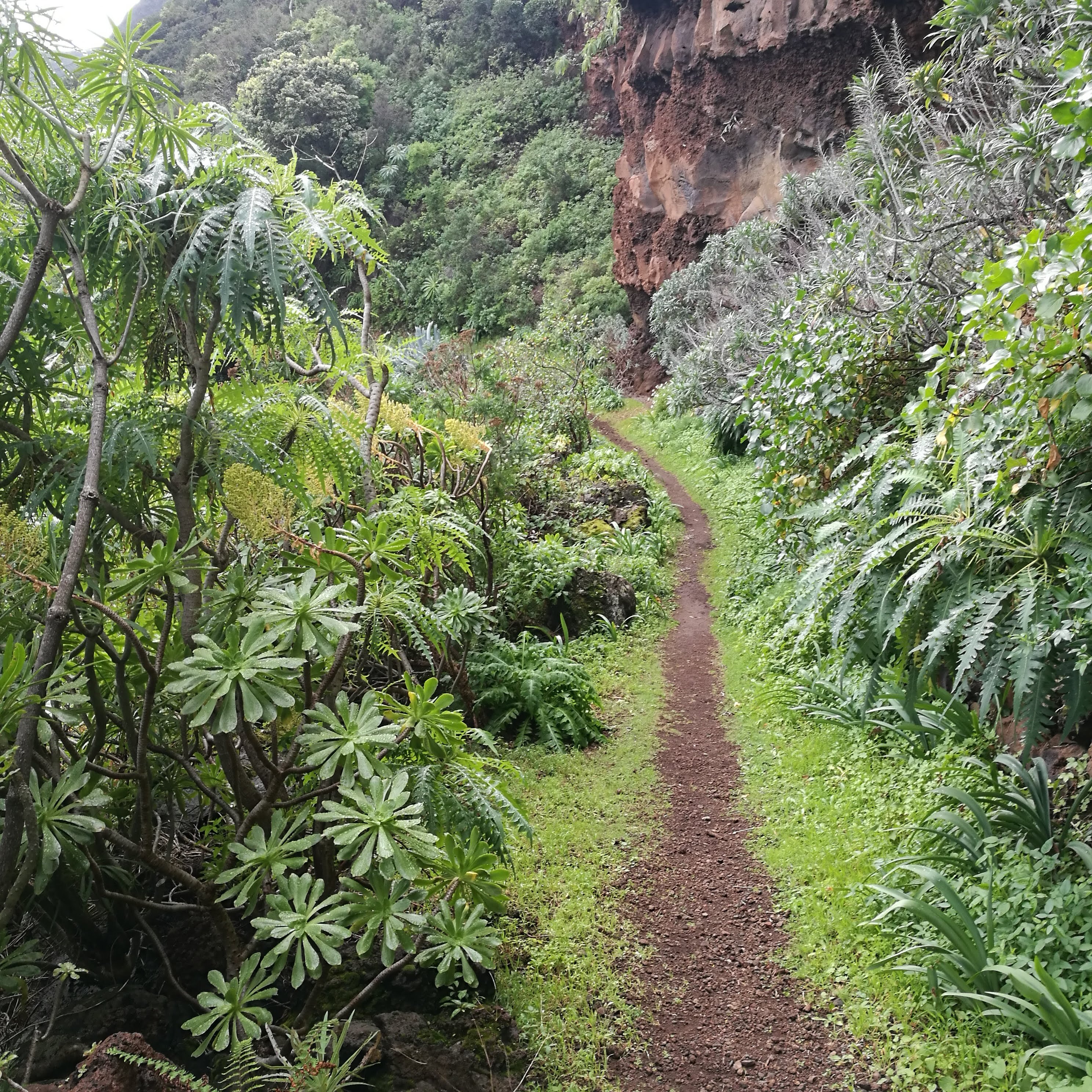 Rich vegetation on La Palma's north side